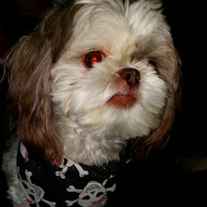 Meet your Posher, Chasity